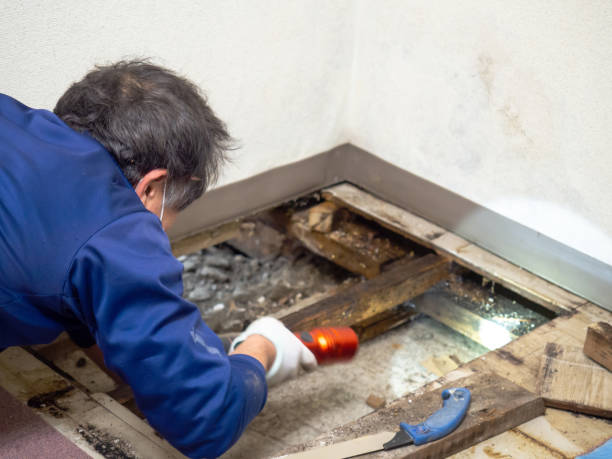 Best Mold Remediation  in New Square, NY
