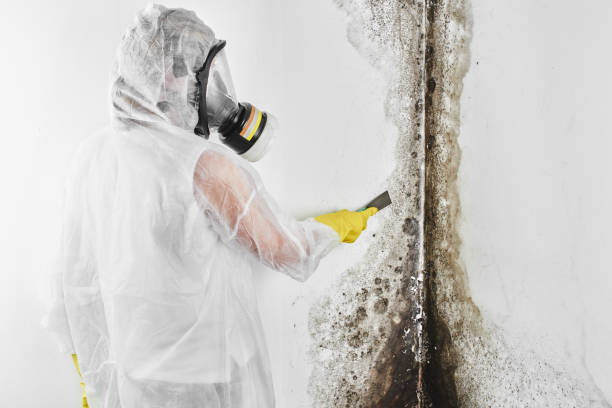 Best Mold Removal Process  in New Square, NY