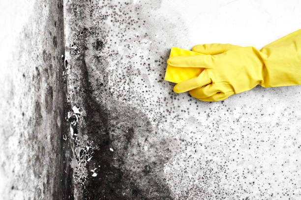 Best Mold Testing and Removal  in New Square, NY