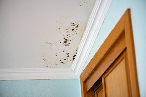 Professional Mold Removal in New Square, NY