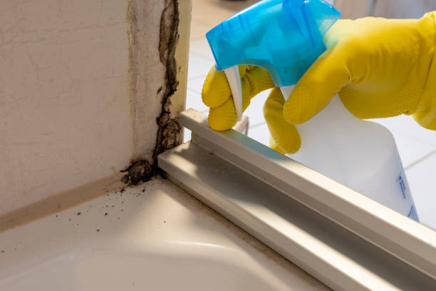 Best Toxic Mold Removal  in New Square, NY