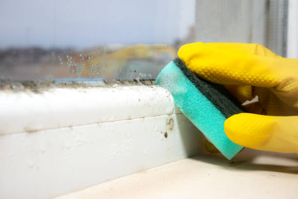 Best Mold Testing  in New Square, NY