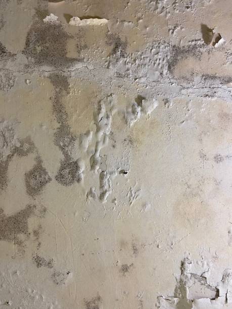 Best Certified Mold Removal  in New Square, NY