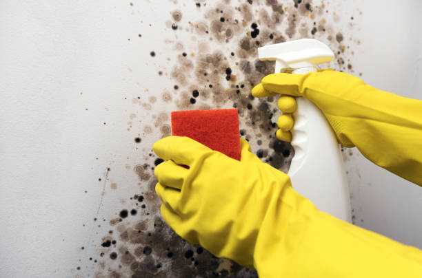 Office Mold Removal Services in New Square, NY