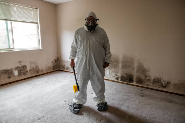 Best Black Mold Removal  in New Square, NY