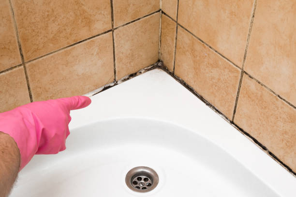Best Best Mold Removal Companies  in New Square, NY