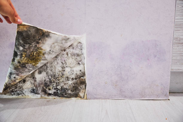 Best Crawl Space Mold Removal  in New Square, NY